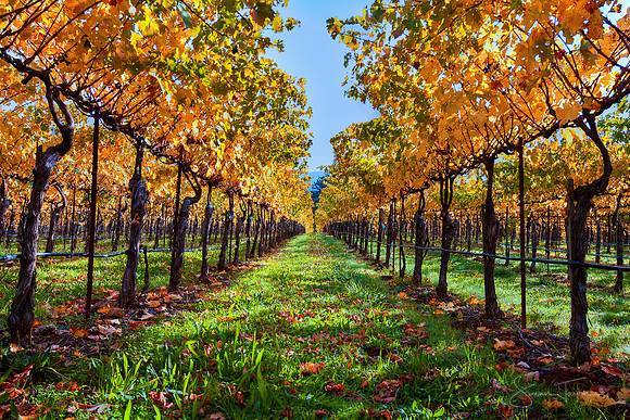 Napa Valley Vineyards