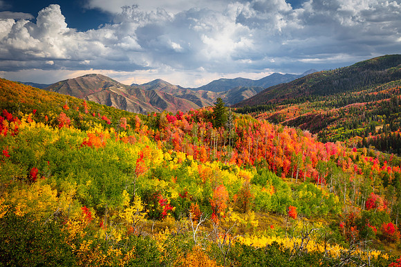 Autumn Colors In Utah