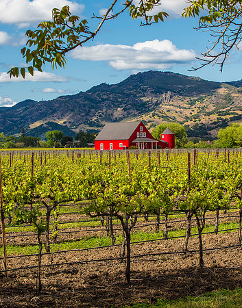 Spring In The Wine Country