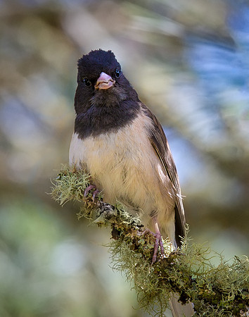Bay Area Dark-Eyed Junco