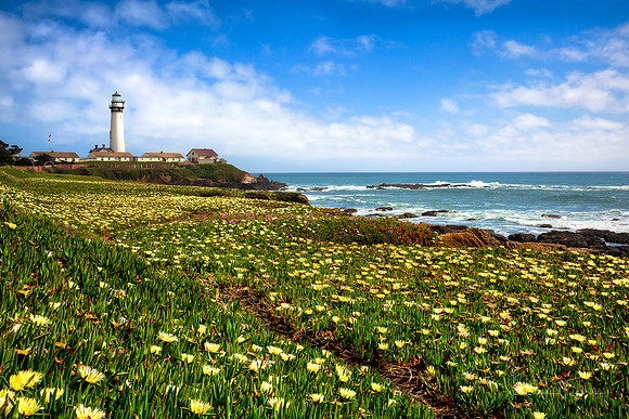 California Coast Spring Bloom