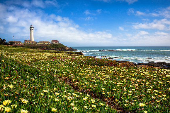 California Coast Spring Bloom
