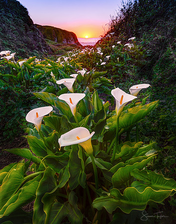 Calla Lily Valley Sunset
