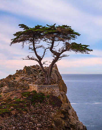 Lone Cypress At Pebble Beach