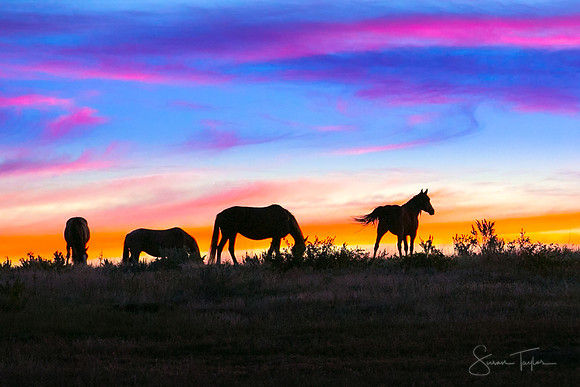 Wild Horses In North Dakota