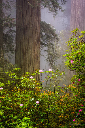 Blooming Redwood Grove