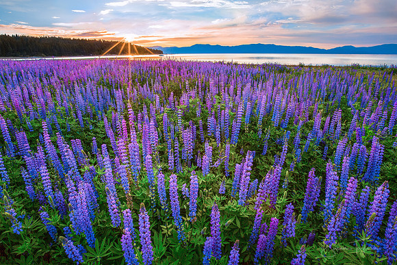 Lake Tahoe Lupine Dream