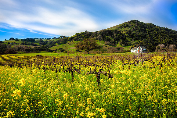 Wine Country Spring Bloom