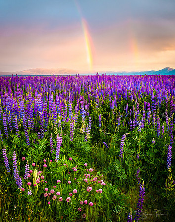 Lake Tahoe Rainbows and Wildflowers