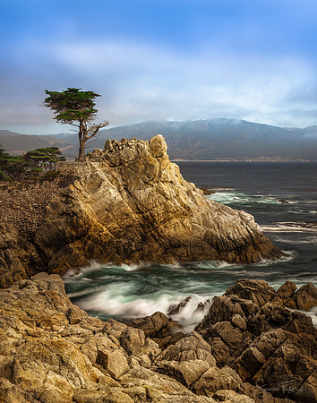California Lone Cypress