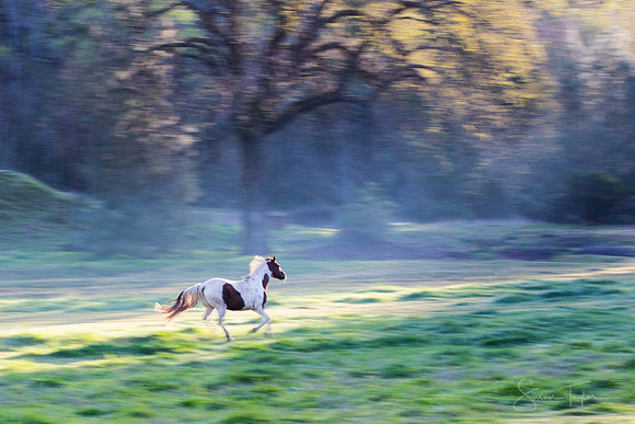 Chasing The Morning Light