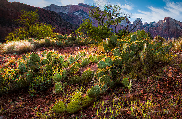 Glistening Cactus - Zion