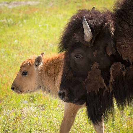 Yellowstone Bison Companions