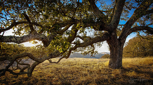 Hearty Live Oak