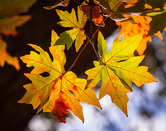 Autumn Leaves