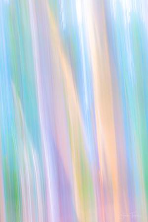 Gentle Eucalyptus Trees