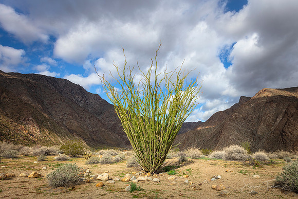 Ocotillo Anza Borrego Desert