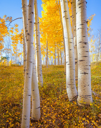 Aspens In Autumn, Utah