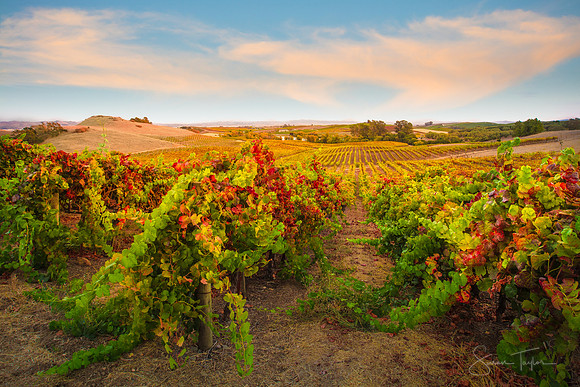 Autumn Vineyards