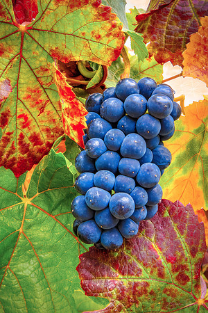Napa Valley Wine Grapes