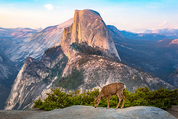 A Welcomed Visitor, Yosemite