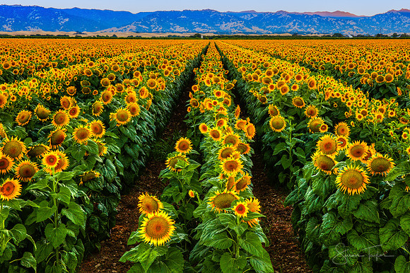 Sunflowers Galore