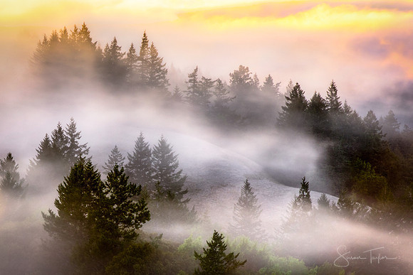 Misty Mount Tamalpais State Park