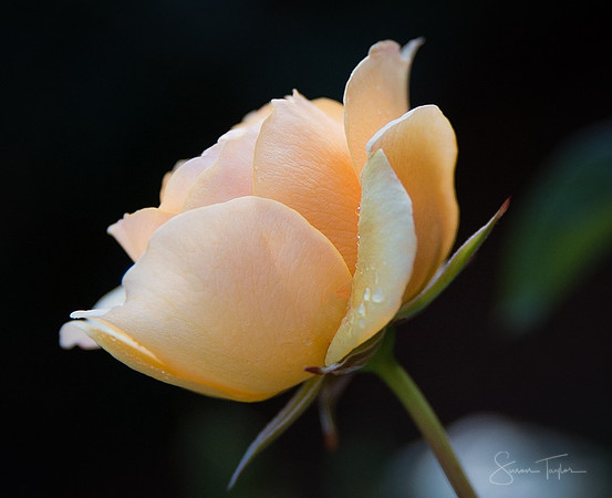 Oregon Rose