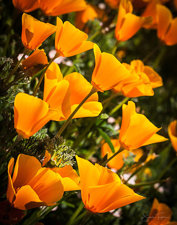 Big Sur Poppies