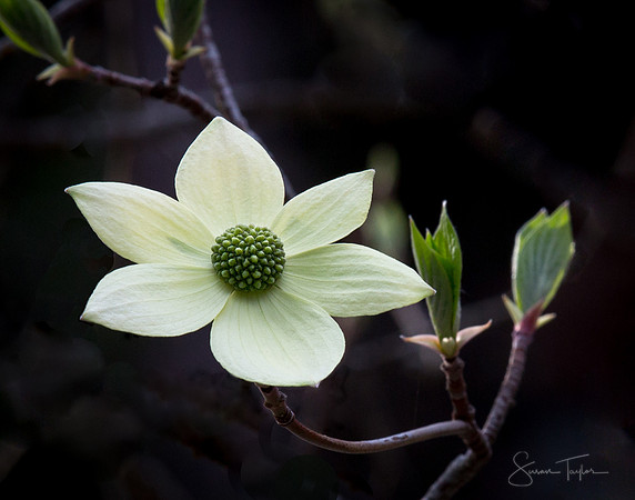 Blooming Yosemite Dogwood