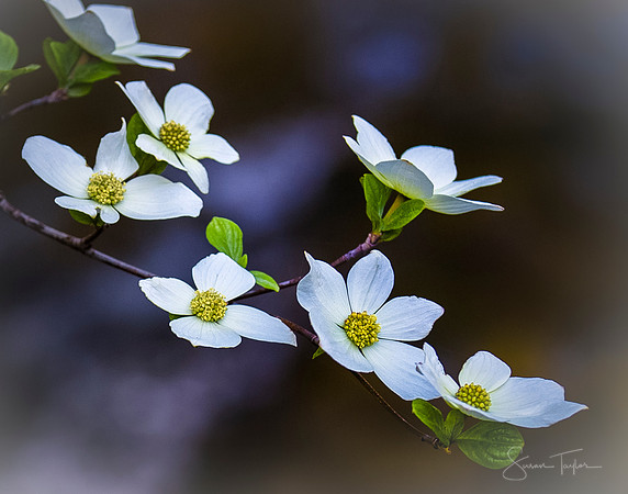 Yosemite Dogwood Flowers