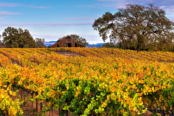 Sonoma Valley November Evening