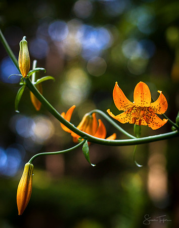 Golden Lily