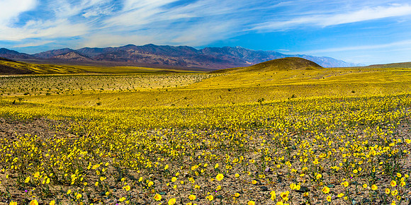Death Valley Super Bloom