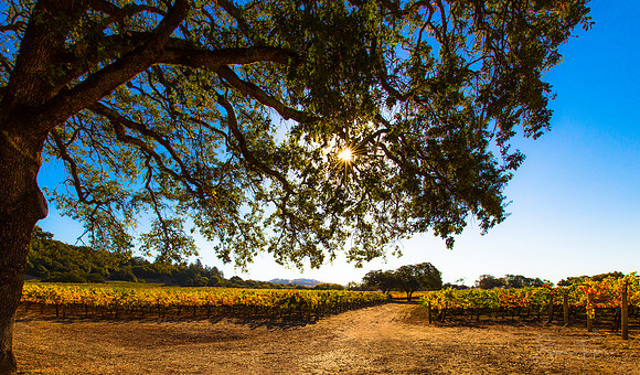 Autumn In The Wine Valley