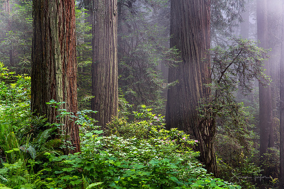 Misty California Redwoods