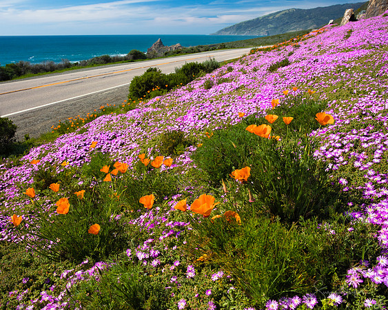 California Dreamin' Along Hwy 1