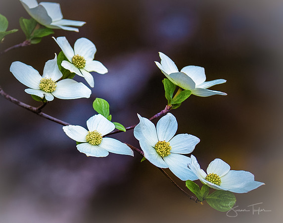Blooming Yosemite Dogwood Flowers