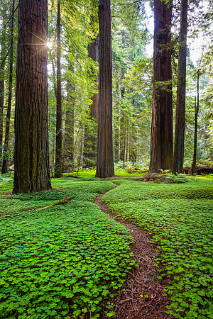 Redwood Forest Trail, Humboldt Redwoods State Park