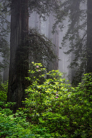 Rewood Forest