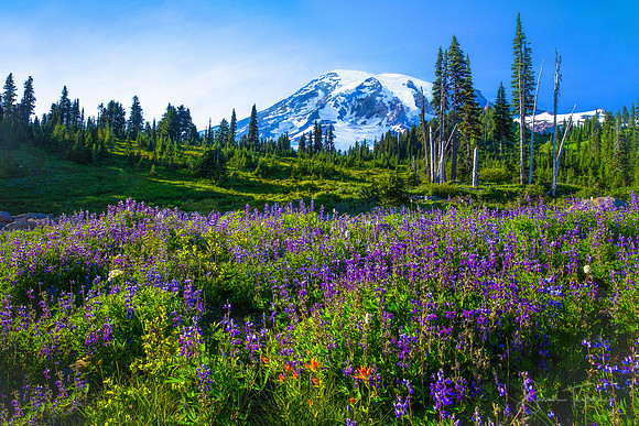 Mt Rainier Summer Bloom