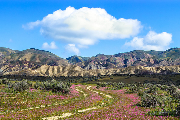 Springtime at Carrizo Plain National Monument