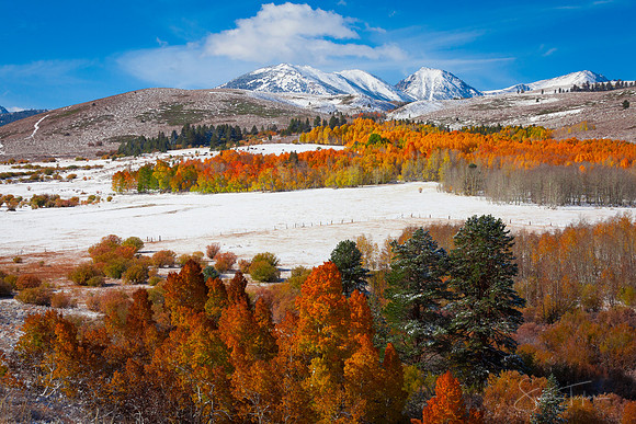 Autumn in the Eastern Sierra I