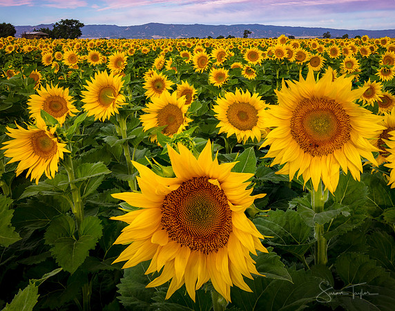 Field of Sunflowers, Yolo County