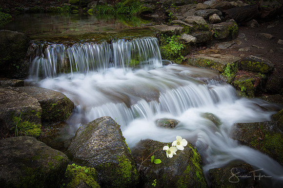 Fern Creek, Yosemite