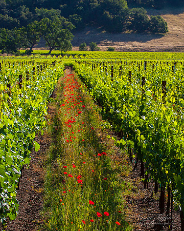 Poppies in Spring Vineyard