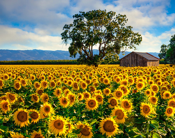 Blooming Sunflowers