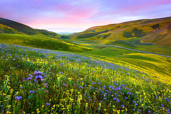 California Spring Melody