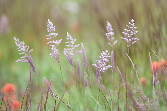 Calming Grasses at Mt Saint Helens