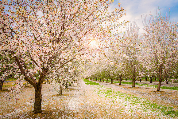 Capay Valley Almond Bloom